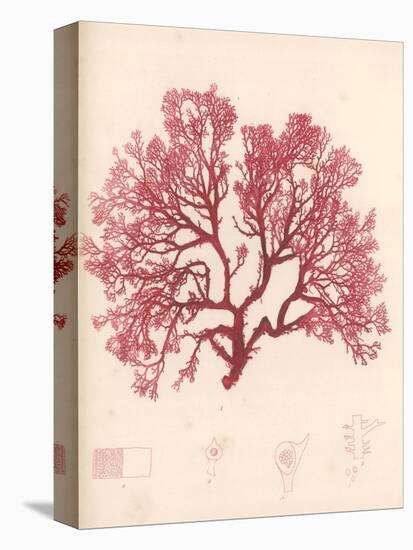 Red Botanical Study I-Kimberly Poloson-Stretched Canvas