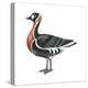 Red-Breasted Goose (Branta Ruficollis), Birds-Encyclopaedia Britannica-Stretched Canvas