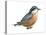 Red-Breasted Nuthatch (Sitta Canadensis), Birds-Encyclopaedia Britannica-Stretched Canvas