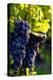 Red Cabernet, Vineyard, Chinon, Indre Et Loire, Centre, France, Europe-Nathalie Cuvelier-Premier Image Canvas