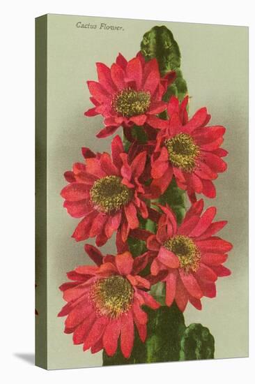 Red Cactus Flowers-null-Stretched Canvas