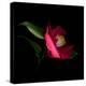 Red Camelia II-Magda Indigo-Premier Image Canvas