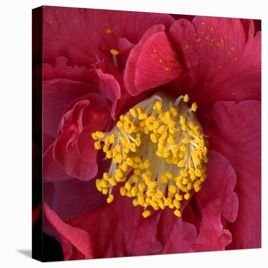 Red Camelia-Magda Indigo-Premier Image Canvas