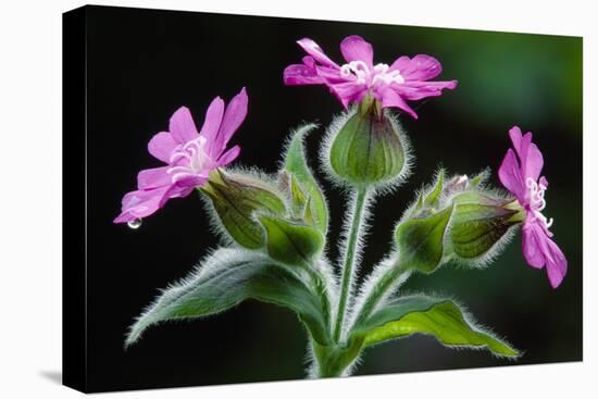 Red Campion against shaded background in deciduous woodland, Berwickshire, Scotland-Laurie Campbell-Premier Image Canvas