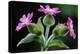 Red Campion against shaded background in deciduous woodland, Berwickshire, Scotland-Laurie Campbell-Premier Image Canvas