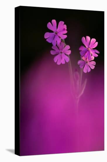 Red Campion backlit in early morning sunlight, Cornwall, UK-Ross Hoddinott-Premier Image Canvas