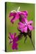 Red Campion (Silene Dioica)-Bob Gibbons-Premier Image Canvas