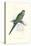 Red Capped Parakeet Female - Purpureicephalus Spurius-Edward Lear-Stretched Canvas