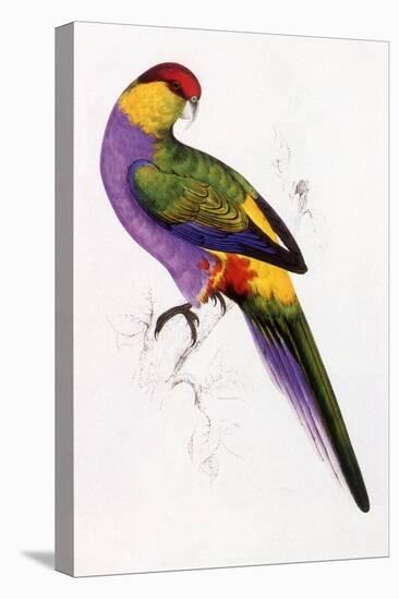 Red-Capped Parrot, Purpureicephalus Spurius-Edward Lear-Premier Image Canvas