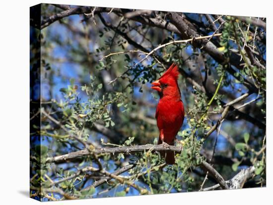 Red Cardinal in Arizona-Carol Polich-Premier Image Canvas