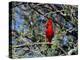 Red Cardinal in Arizona-Carol Polich-Premier Image Canvas