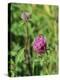 Red Clover Flowerheads (Trifolium Pratense), Chalk Grassland Meadow, Wiltshire, England, UK, Europe-Nick Upton-Premier Image Canvas