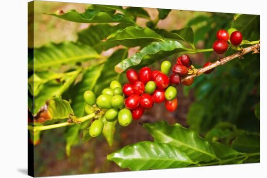 Red coffee cherries on the vine at the Kauai Coffee Company, Island of Kauai, Hawaii, USA-Russ Bishop-Premier Image Canvas