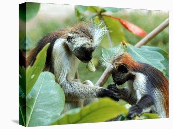 Red Colubus Monkeys Sitting in Tree Sharing Food-Carlo Bavagnoli-Premier Image Canvas