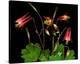 Red Columbine Garden Wildflowers-null-Stretched Canvas