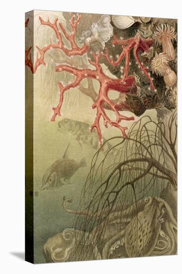 Red Coral, Plate from "Brehms Tierleben: Allgemeine Kunde Des Tierreichs", Vol.10, P.608,…-German School-Premier Image Canvas