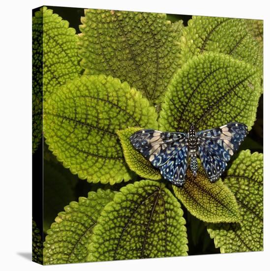 Red Cracker Butterfly (Hamadryas Amphinome) Captive Occurs in the Americas-Loic Poidevin-Premier Image Canvas