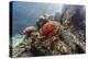 Red crinoid on Tengah Kecil Island, Komodo National Park, Flores Sea, Indonesia, Southeast Asia-Michael Nolan-Premier Image Canvas