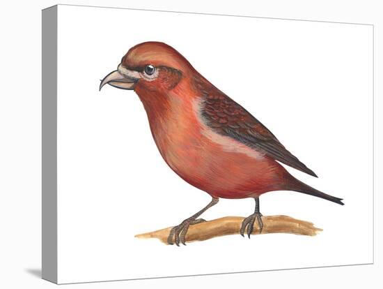 Red Crossbill (Loxia Curvirostra), Birds-Encyclopaedia Britannica-Stretched Canvas