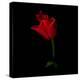 Red Crown Tulip-Magda Indigo-Premier Image Canvas