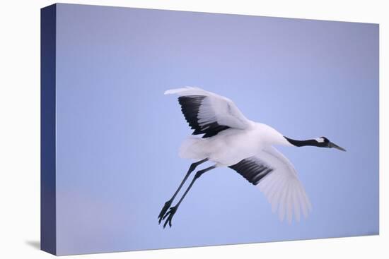 Red-Crowned Crane in Flight-DLILLC-Premier Image Canvas