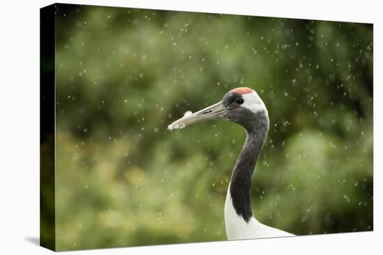 Red crowned crane (Japanese crane) (Grus Japonensis), United Kingdom, Europe-Janette Hill-Premier Image Canvas