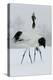 Red-Crowned Crane Pair Displaying, Necks Intertwined-null-Premier Image Canvas