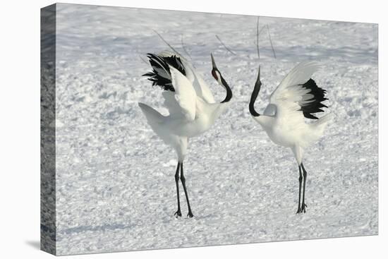 Red-Crowned Crane Pair Displaying-null-Premier Image Canvas