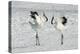 Red-Crowned Crane Pair Displaying-null-Premier Image Canvas