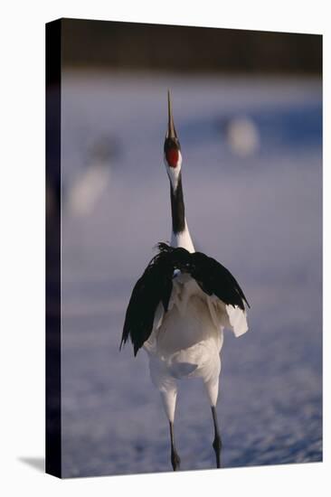 Red-Crowned Crane Standing in Snow-DLILLC-Premier Image Canvas