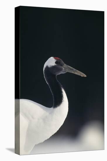 Red-Crowned Crane-DLILLC-Premier Image Canvas