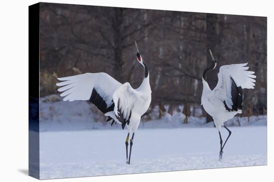 Red-crowned cranes, Hokkaido Island, Japan-Art Wolfe-Premier Image Canvas