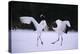 Red-Crowned Cranes in Courtship Display-DLILLC-Premier Image Canvas