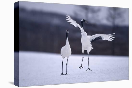 Red-Crowned Cranes in Courtship Display-DLILLC-Premier Image Canvas