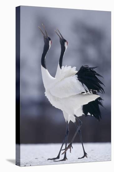 Red-Crowned Cranes in Courtship Display-DLILLC-Premier Image Canvas