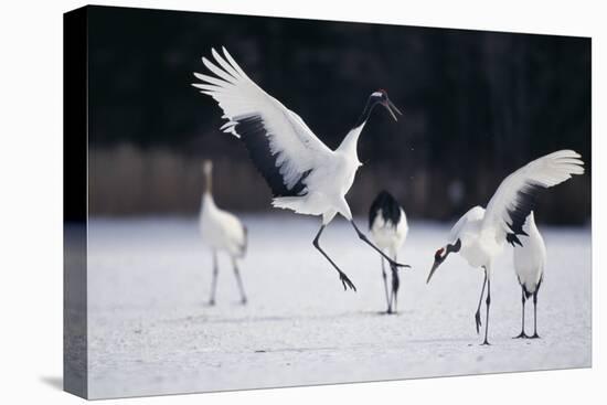 Red-Crowned Cranes in Courtship Display-DLILLC-Premier Image Canvas