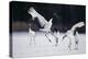 Red-Crowned Cranes in Courtship Display-DLILLC-Premier Image Canvas