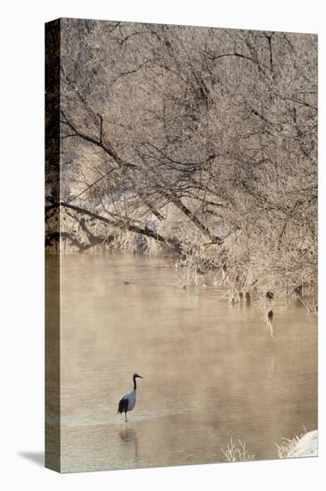 Red Crowned Cranes in Frozen River at Dawn Hokkaido Japan-Peter Adams-Premier Image Canvas