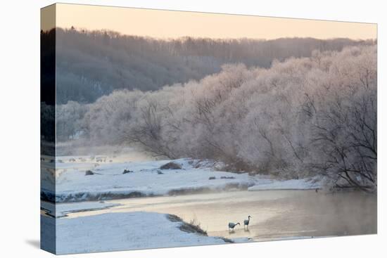 Red Crowned Cranes in Frozen River at Dawn Hokkaido Japan-Peter Adams-Premier Image Canvas