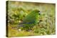 Red-Crowned Parakeet Feeding on the Ground-DLILLC-Premier Image Canvas