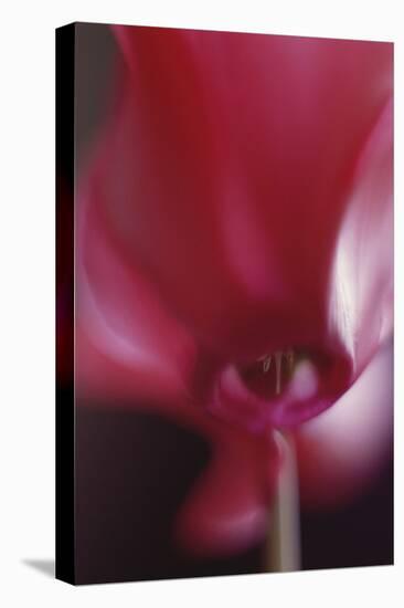 Red Cyclamen Abstract-Anna Miller-Premier Image Canvas