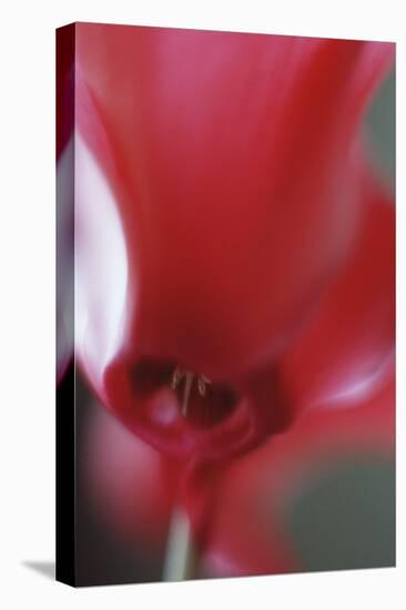 Red Cyclamen Abstract-Anna Miller-Premier Image Canvas