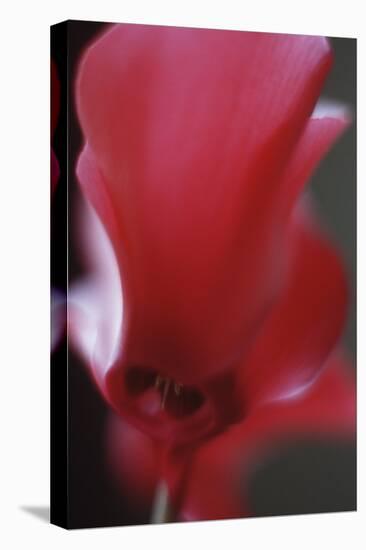 Red Cyclamen Abstract-Anna Miller-Premier Image Canvas