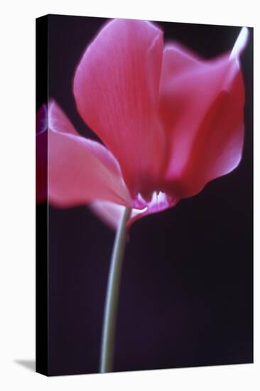 Red Cyclamen Abstract-Anna Miller-Premier Image Canvas