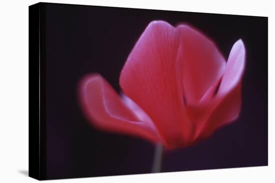 Red Cyclamen Abstract-Anna Miller-Premier Image Canvas