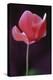 Red Cyclamen Abstract-Anna Miller-Premier Image Canvas