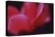 Red Cyclamen Abstract-Anna Miller-Premier Image Canvas
