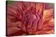 Red Dahlia-Cora Niele-Stretched Canvas