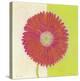 Red Daisy-Dona Turner-Stretched Canvas