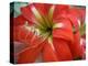 Red Day Lilly-Herb Dickinson-Premier Image Canvas